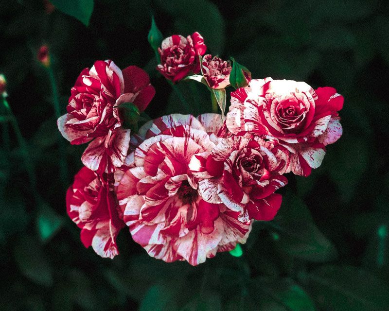 Ein Strauß bunter roter und weißer Rosen vor einem dunkelgrünen Blatthintergrund.